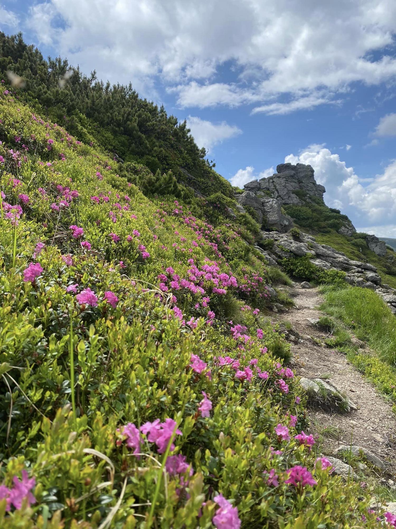 У Карпатах квітне червона рута. Як вона виглядає і де її шукати (фото)
